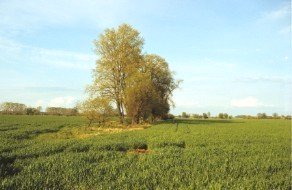 Eine sommerliche Ackerflche in der Altmark