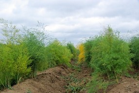 Spargel in der Erholungsphase