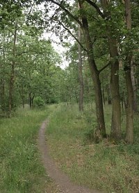 Schmaler Weg / Trampelpfad im Wald