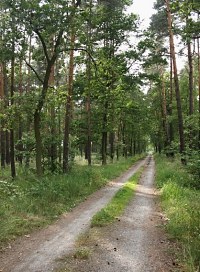 Waldweg im Stendaler Stadtforst