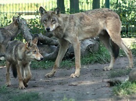 Wolf mit einem jungen Welpen