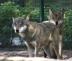Ein Wolf