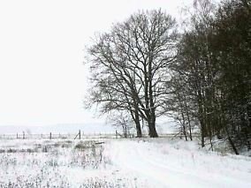 Waldrand und Weidefläche